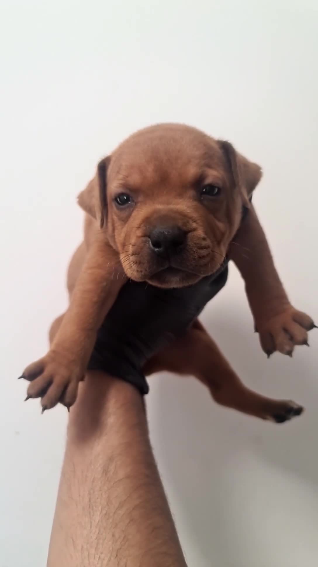 Staffordshire Bull Terrier dogs for sale: Red staffy puppys  - Video 4
