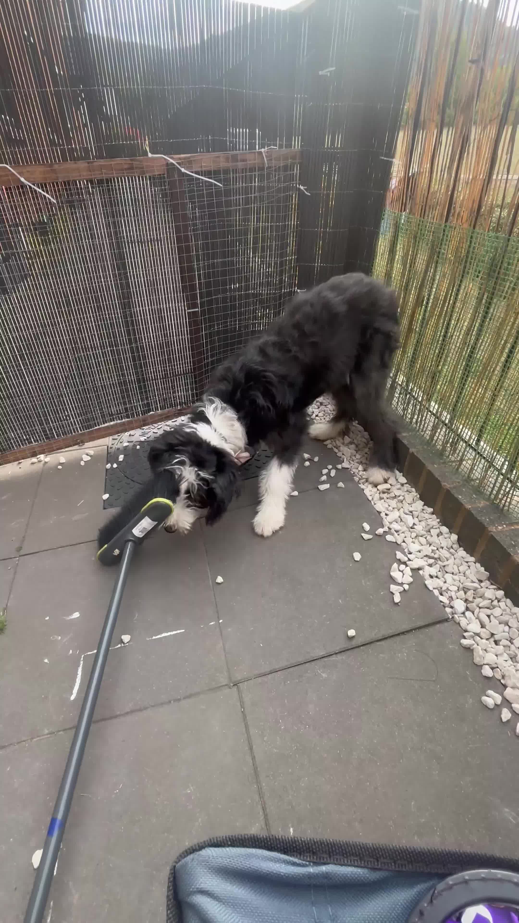 Border Collie dogs for sale: Female border collie puppy  - Video 1