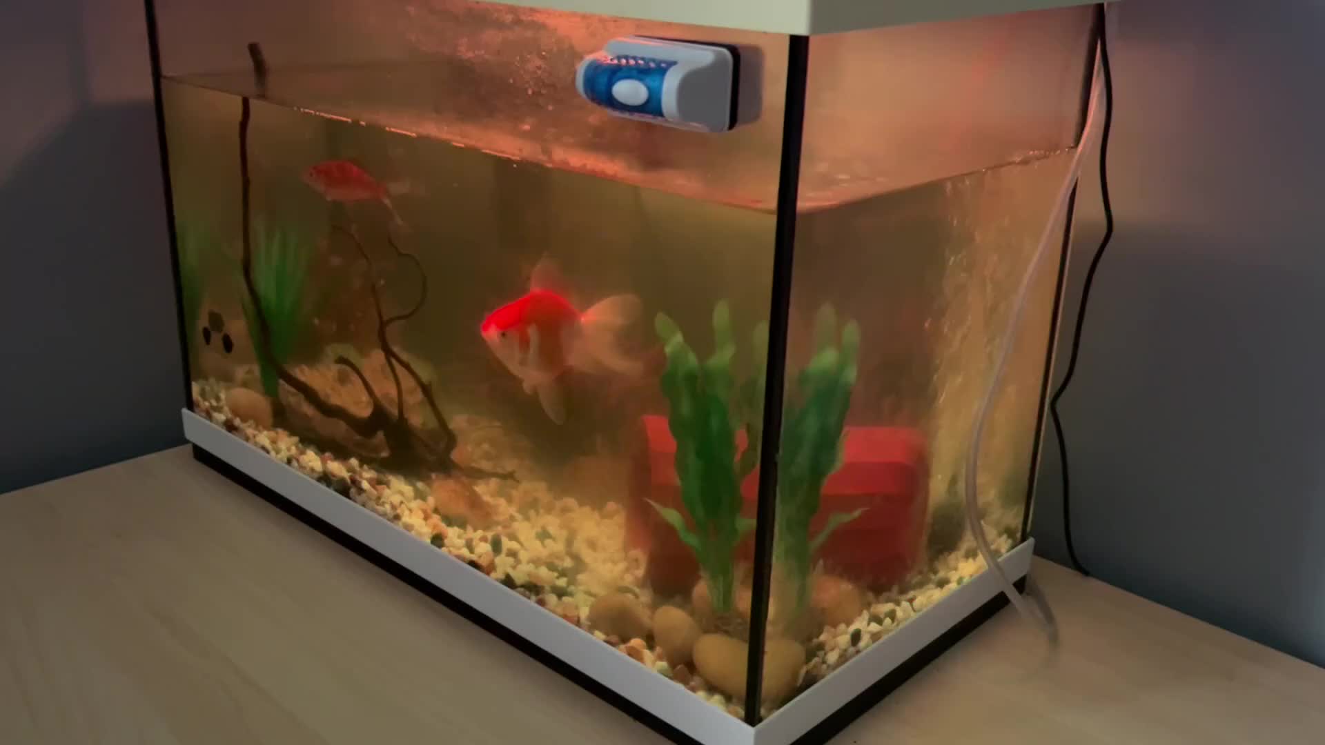 Goldfish fish for sale: X2 Goldfish for sale  - Video 1