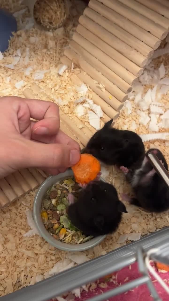 Hamster rodents for sale: 4 Hamsters, born 18th August. Looking to Rehome  in Woodbridge - Video 1