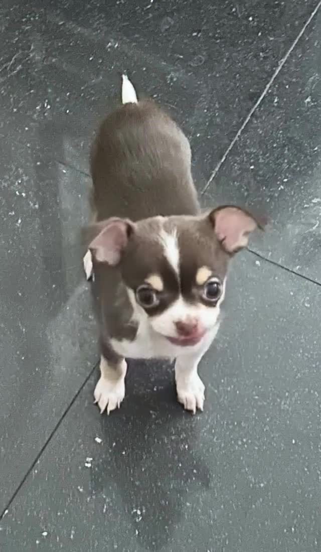 Chihuahua dogs for sale: Tiny chihuahua puppies KC in Coventry - Video 4