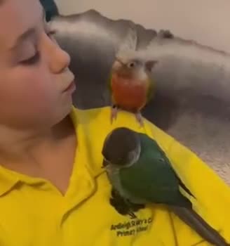 Conures birds for sale: Bonded pair of green cheek conures  - Video 3