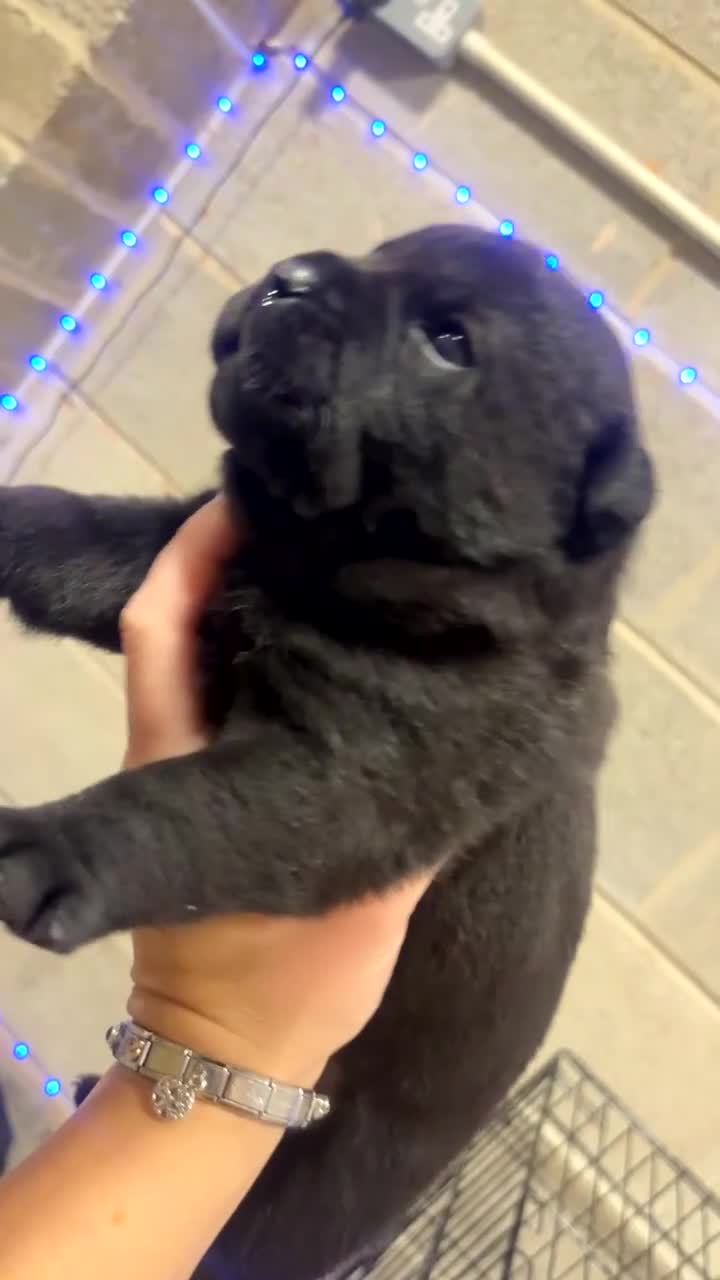 Mixed Breed dogs for sale: Chow x bulldog puppies - Video 2