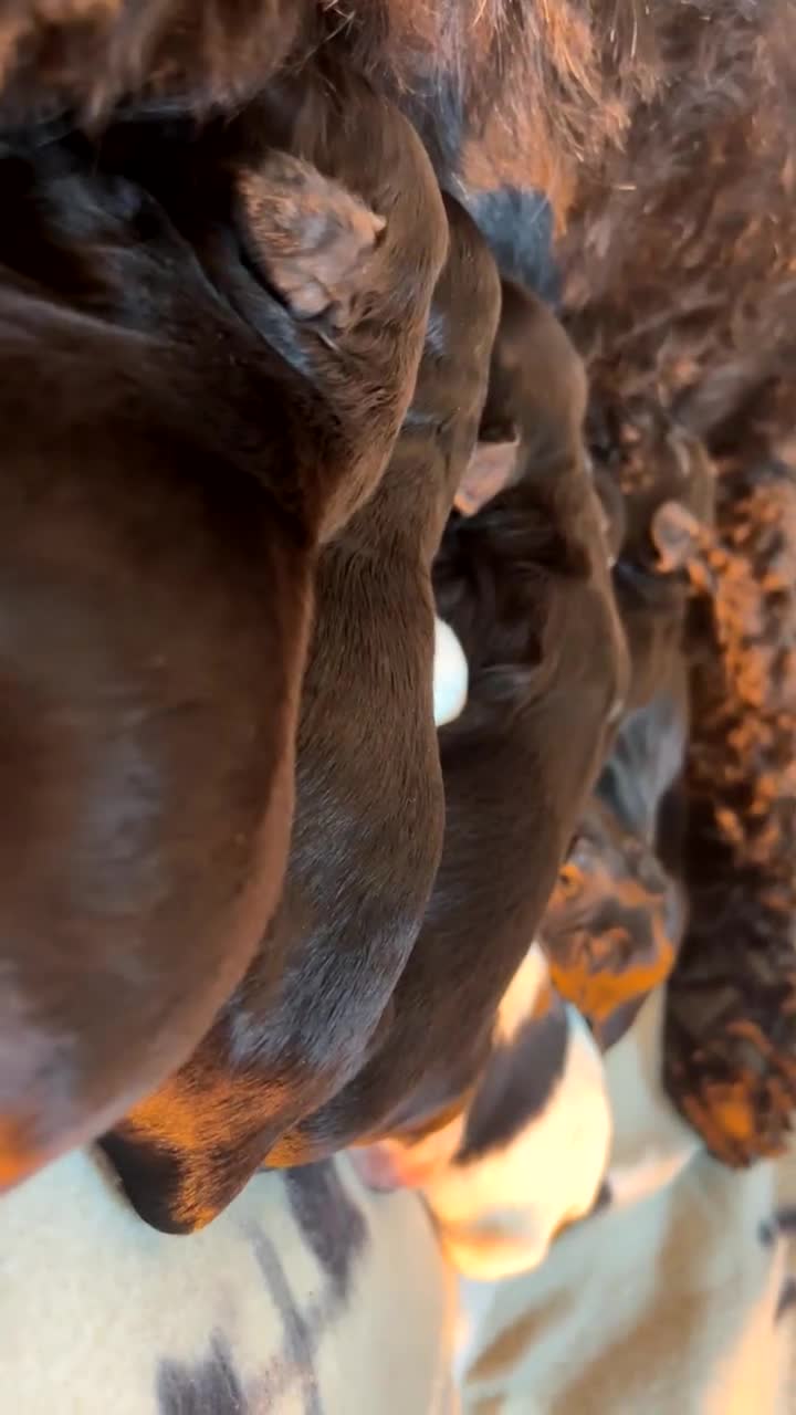 Mixed Breed dogs for sale: *READY TO GO* Sprockapoo puppies 🐶 🏠  - Video 2