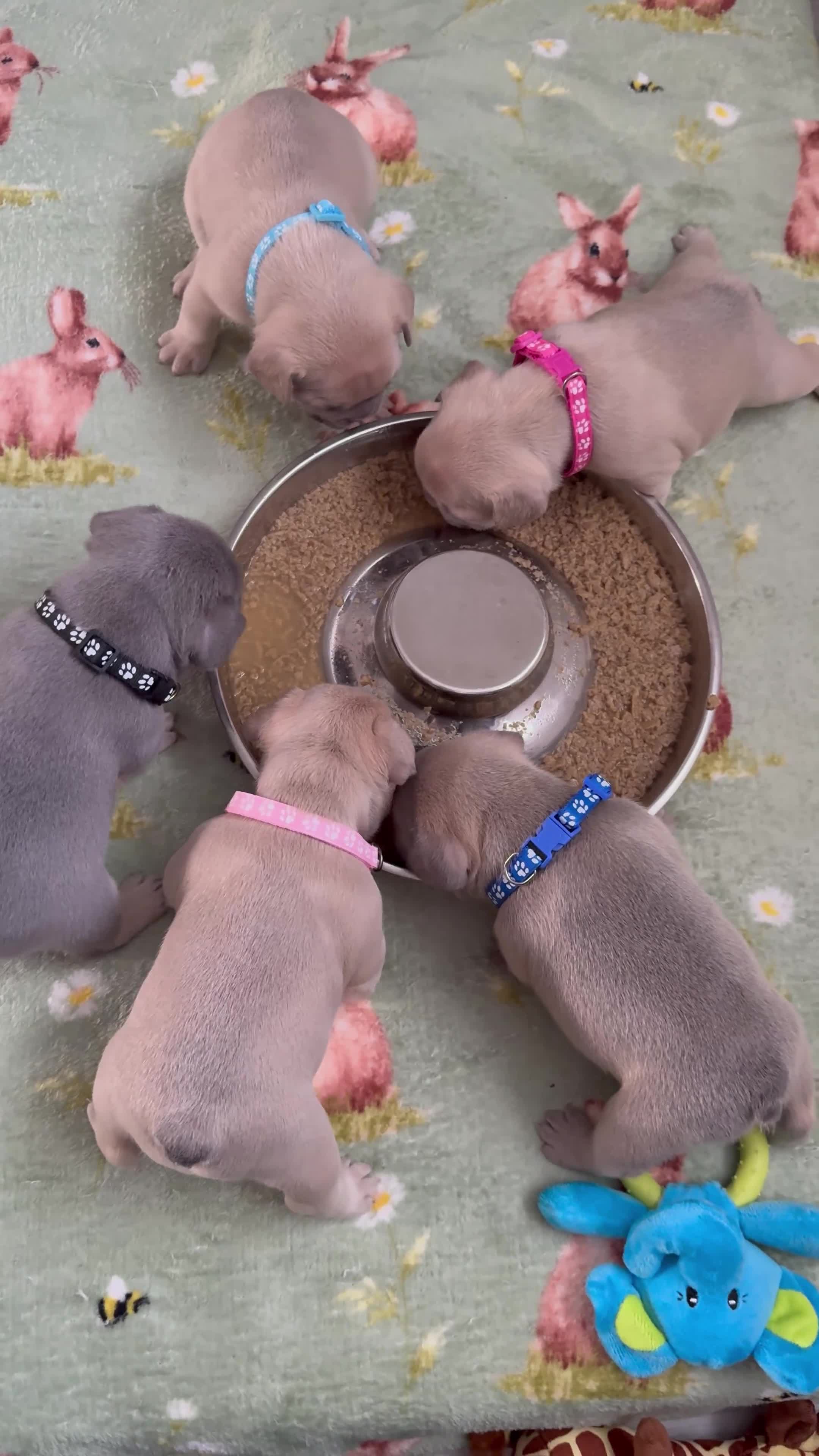 French Bulldog dogs for sale: LILAC Frawn 1girl pup left(I own both mom and dad) - Video 1