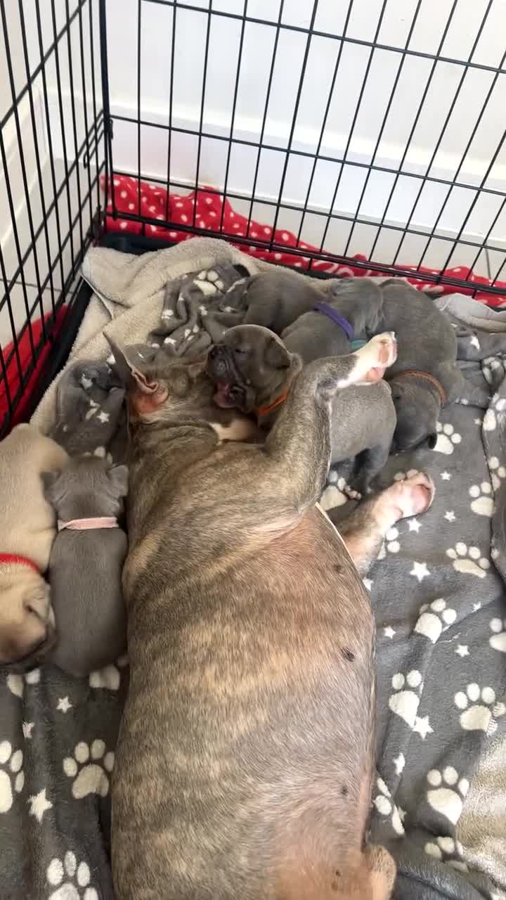 French Bulldog dogs for sale: Ready to leave on the 12th of September - Video 3