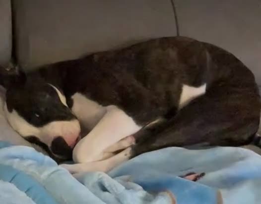 Mixed Breed dogs for sale: Luna  - Video 1