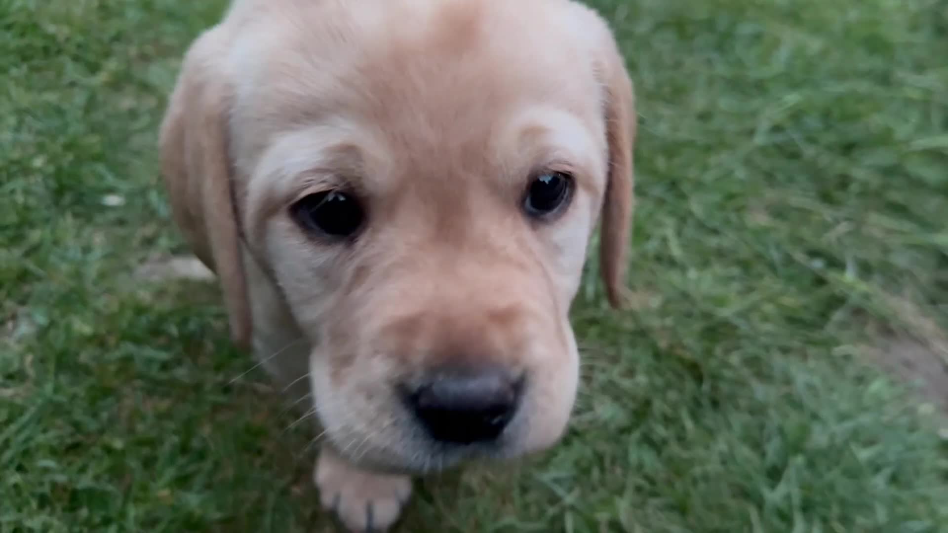 Labrador Retriever dogs for sale: Gorgeous Yellow Labrador Retriever, KC Reg HC - Video 1