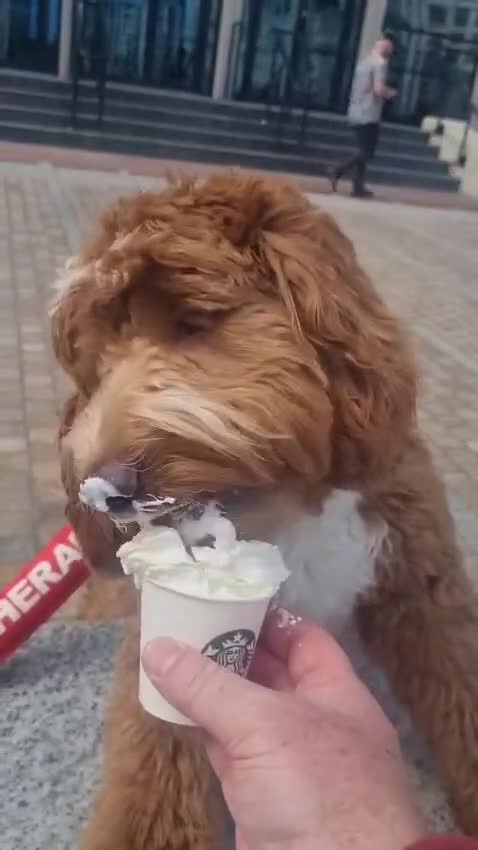 Goldendoodle dogs for sale: Stunning Multigenerational Goldendoodles Licensed  - Video 1