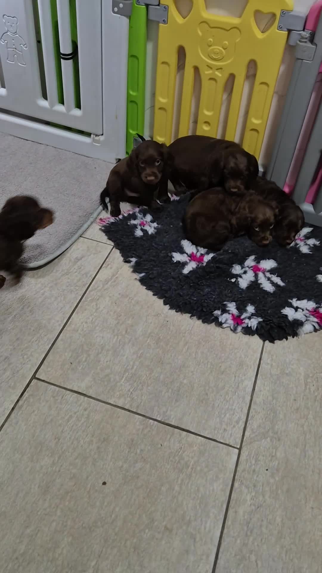 Cocker Spaniel dogs for sale: Working cocker puppies for sale - Video 1
