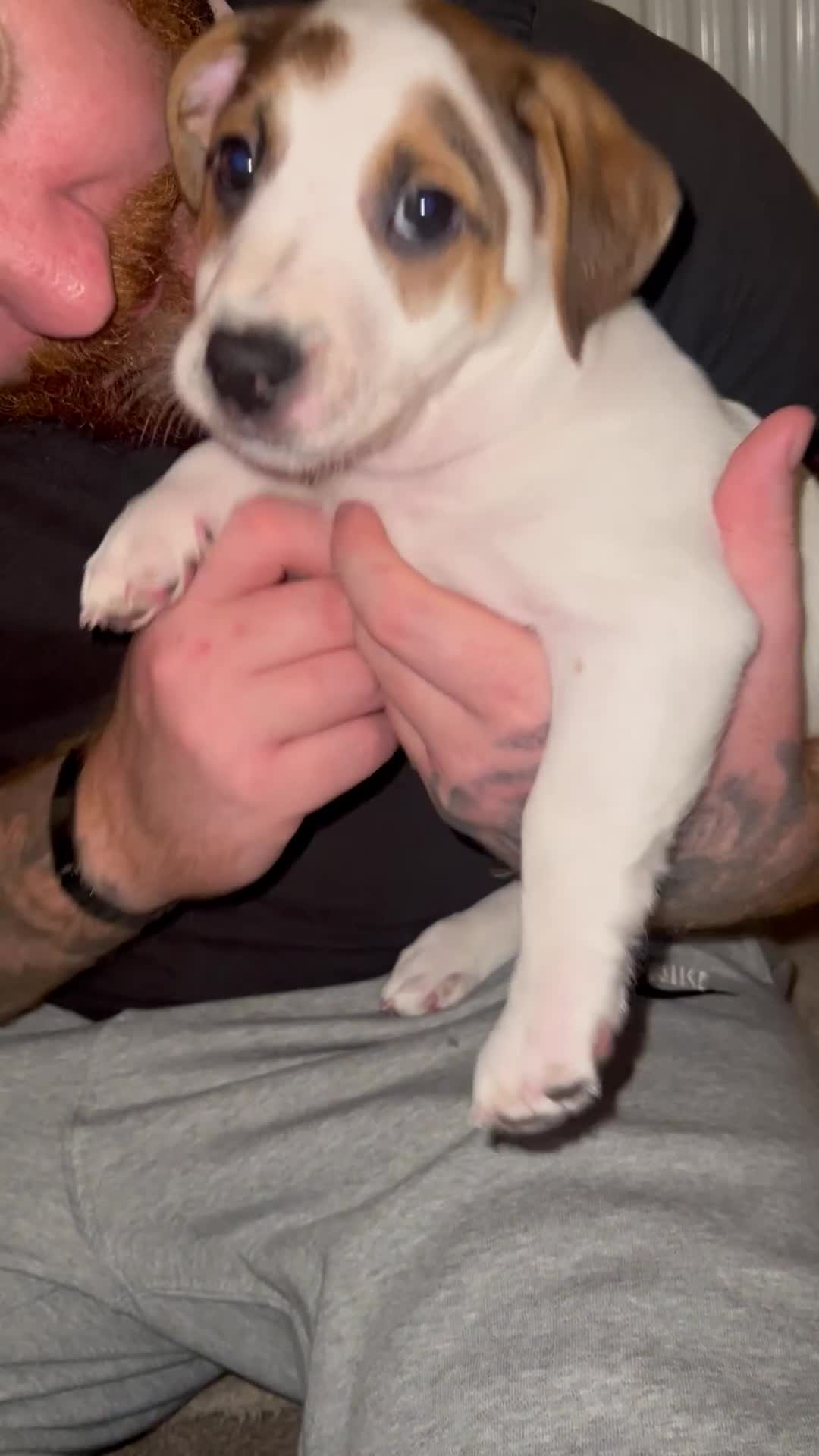 Mixed Breed dogs for sale: German Shepherd x Staffy x Jack Russell puppies  - Video 2