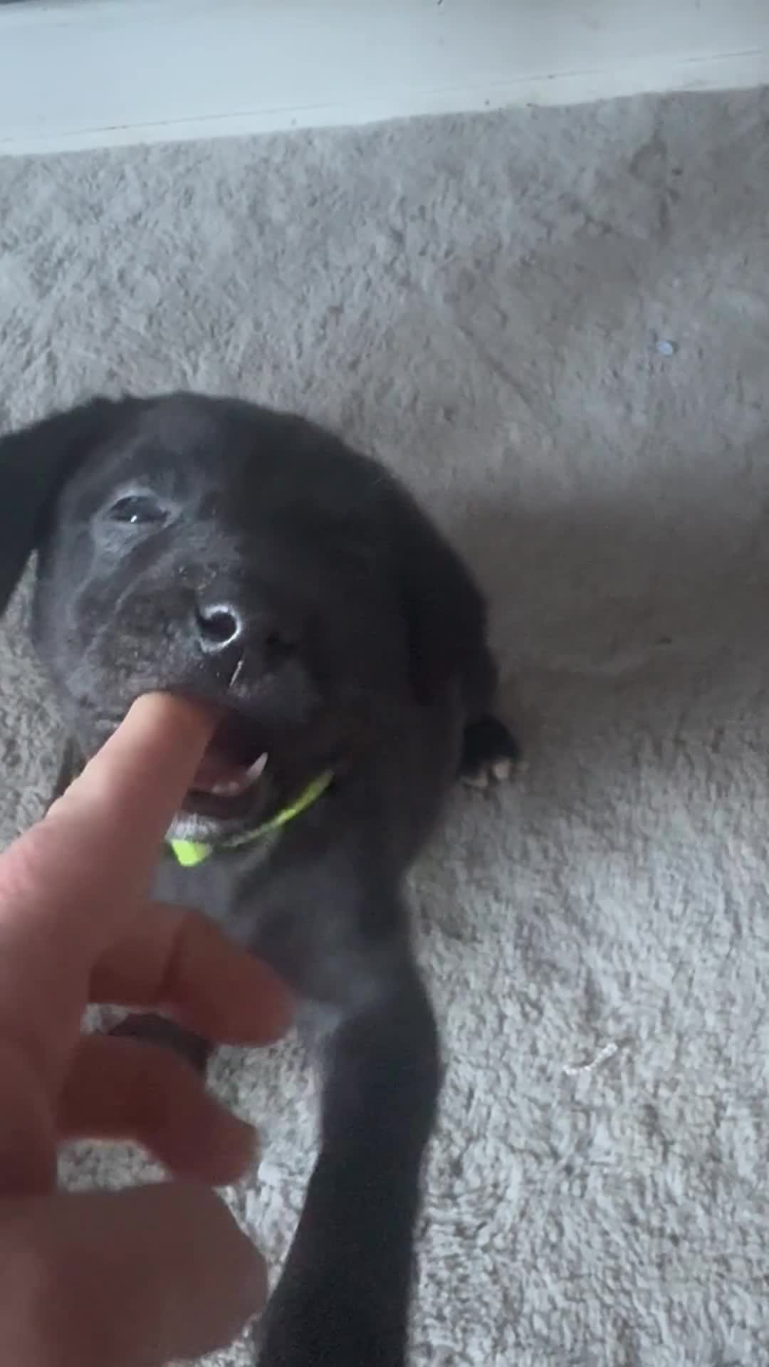 Mixed Breed dogs for sale: Staffy x belgian malinois  - Video 1