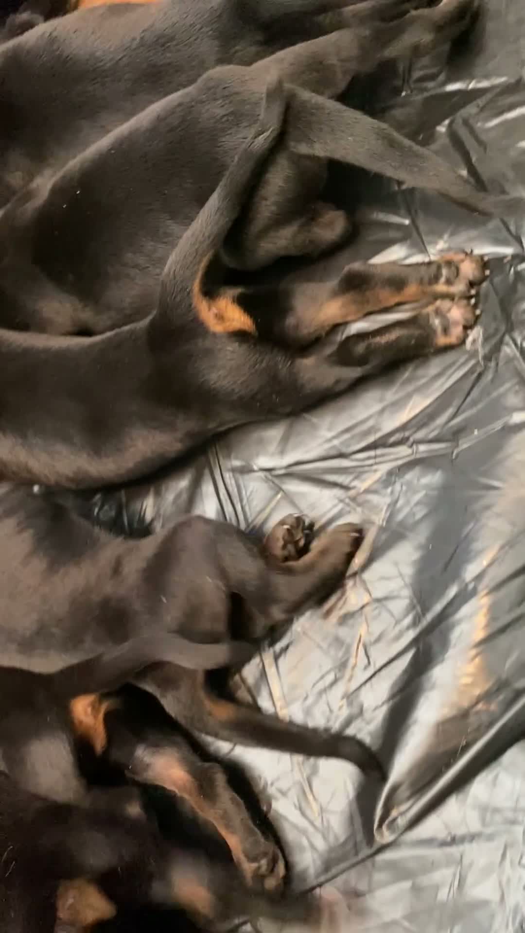 Dobermann dogs for sale: KC REGISTERED DOBERMAN PUPPIES - Video 3