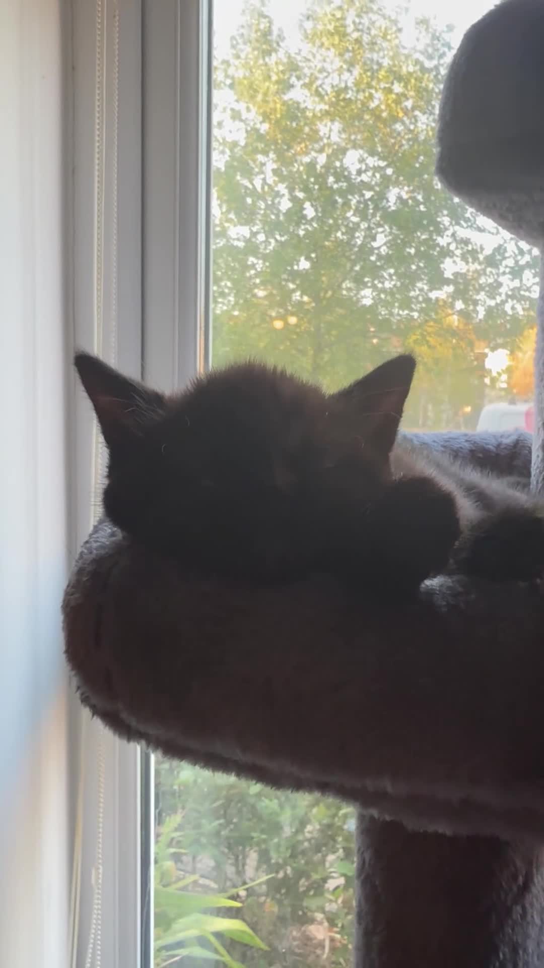 British Shorthair cats for sale: Gorgeous British short haired tabby’s & calicos  - Video 1