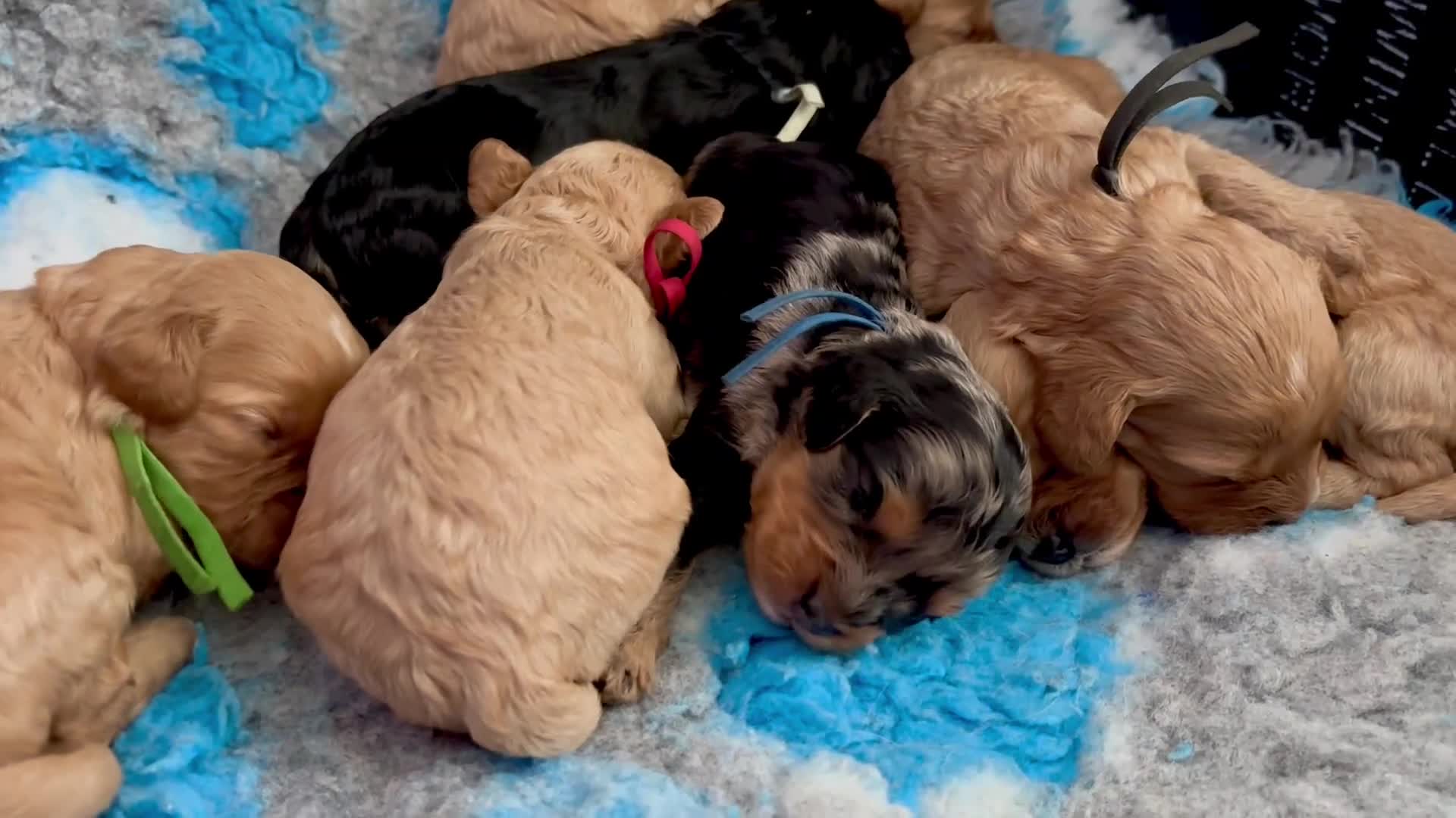 Cavapoo dogs for sale: 💙 Beautiful F1 cavapoo puppies 💞 - Video 1