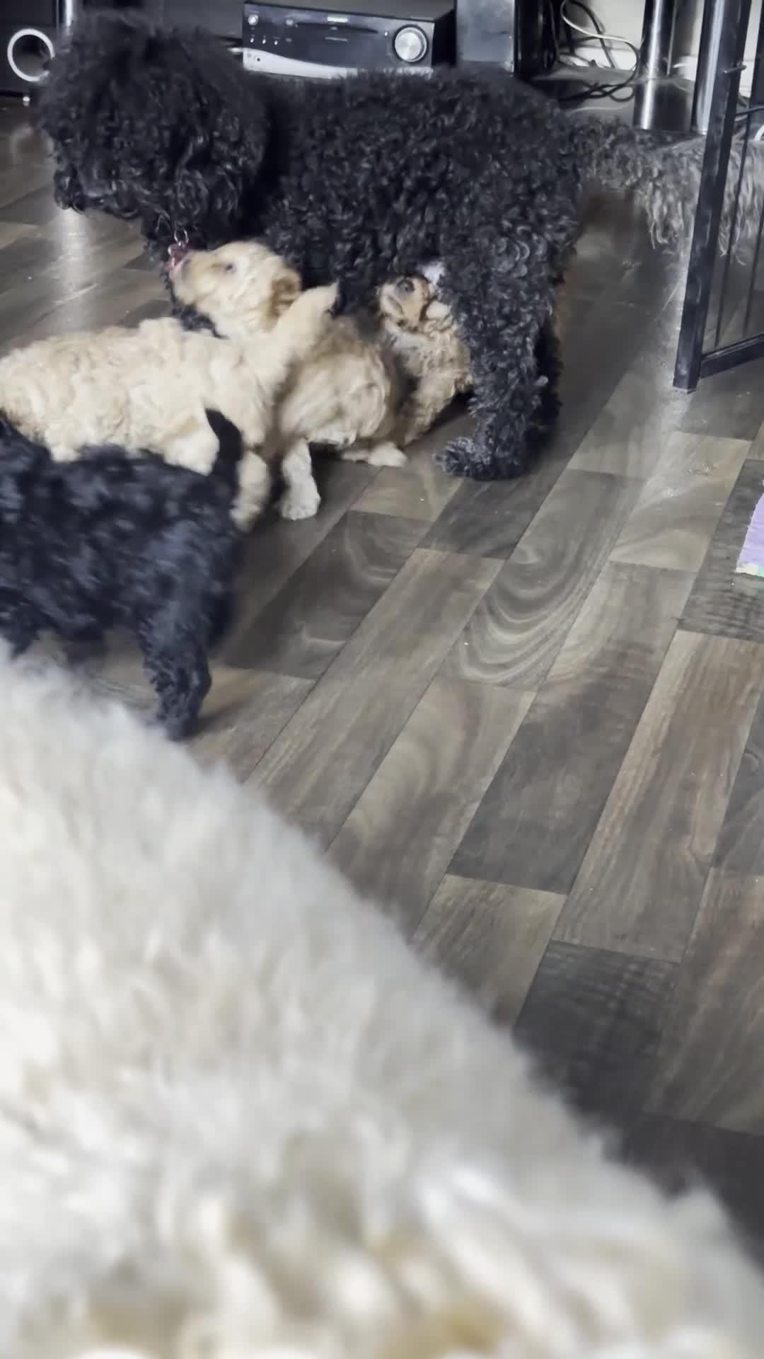 Cockapoo dogs for sale: 🐾 Beautiful Cockapoo Puppies🐾 - Video 1