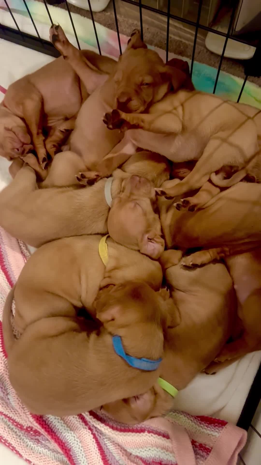 Hungarian Vizsla dogs for sale: Chunky curious pupies for March!! 🐶🐶 - Video 2