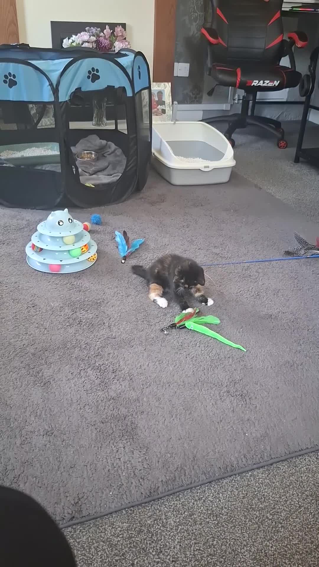 Mixed Breed cats for sale: 3 absolutely stunnimg kittens - Video 4