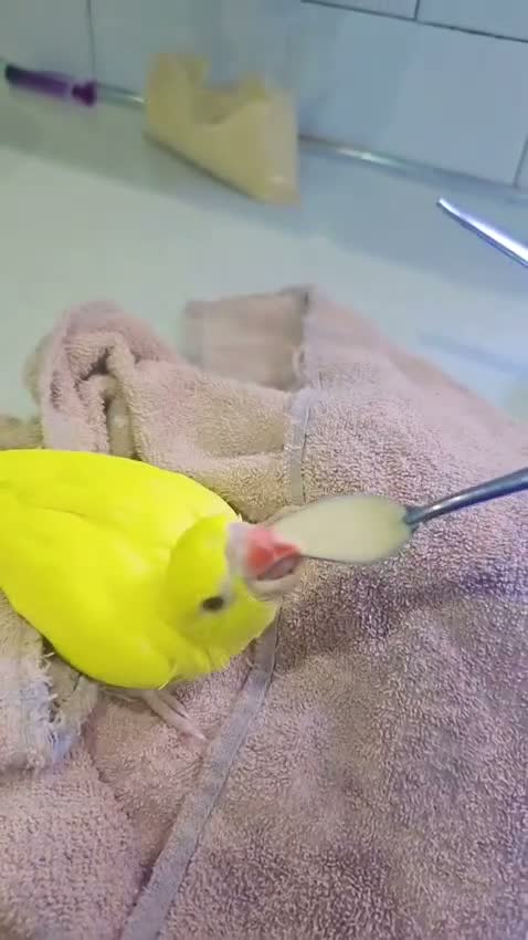 Ringnecks birds for sale: Indyan reingnecks - Video 2