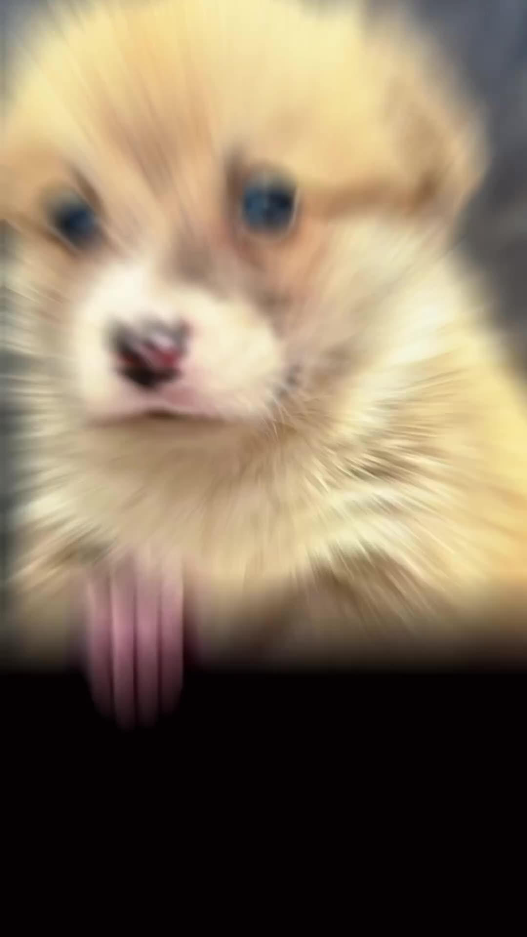 Welsh Corgi Pembroke dogs for sale: Top quality corgis  - Video 3