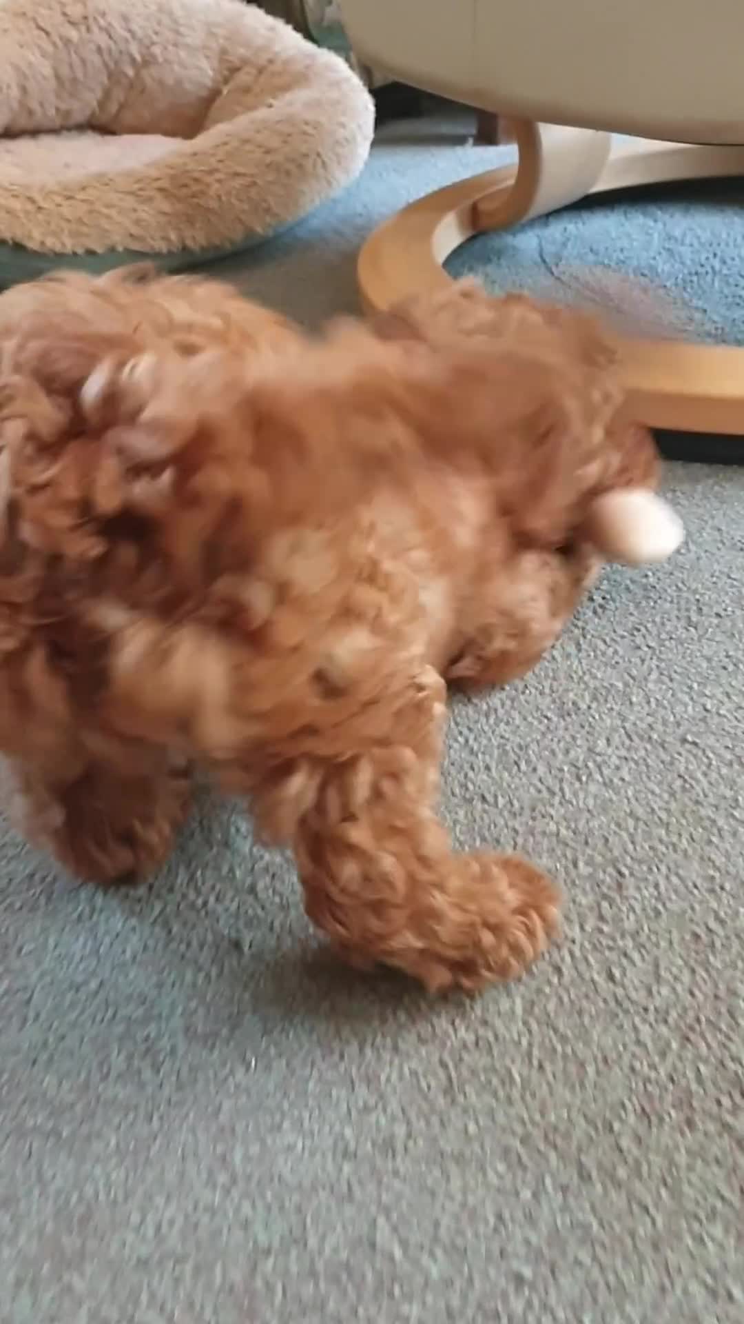 Coton De Tulear dogs for sale: F1bb Cotonoodle from heath tested parents - Video 1