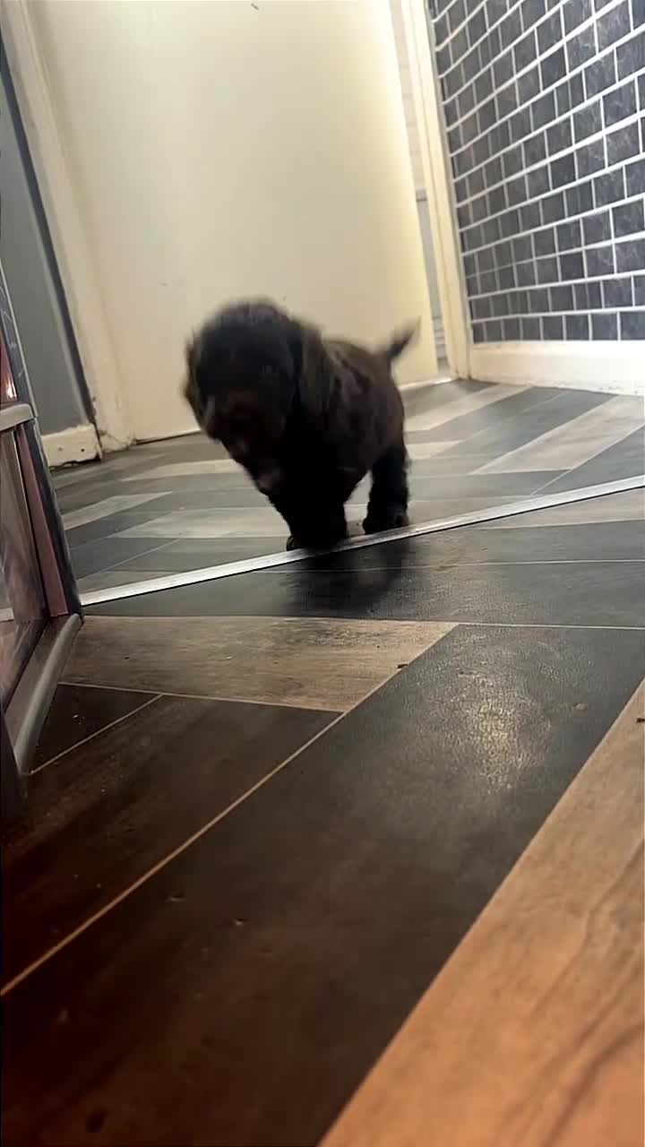 Cockapoo dogs for sale: Cockapoo puppies for sale  - Video 1