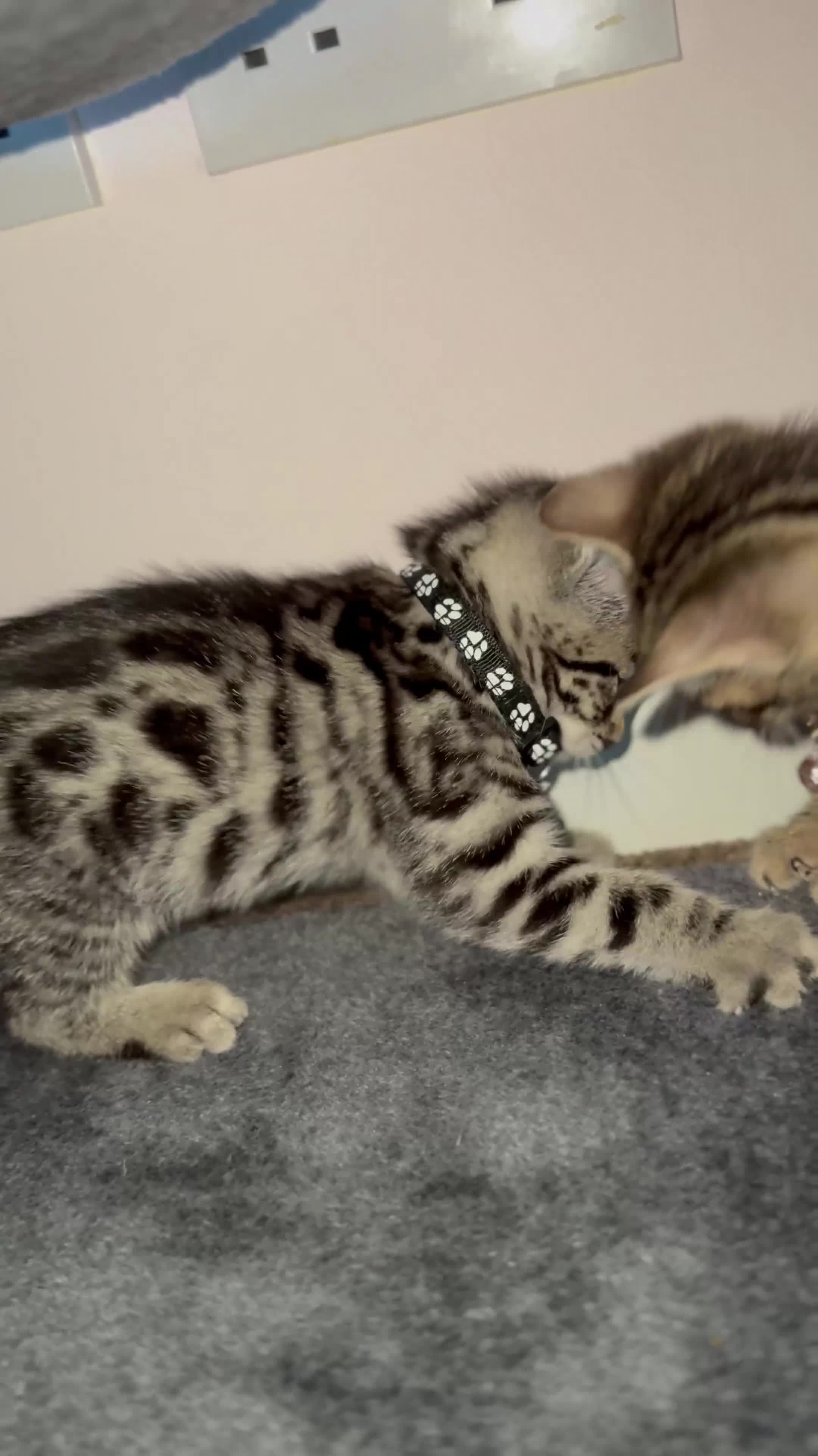 Bengal cats for sale: 🐆✨[REDUCED TO CLEAR!!] LAST THREE PURE BENGAL’S❤️ - Video 3