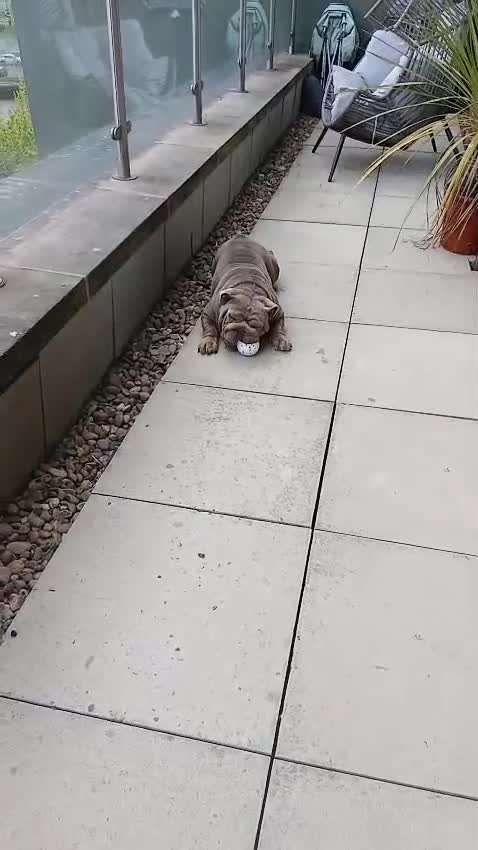 English Bulldog dogs for sale: Bertha 2 year old Bulldog - Video 2