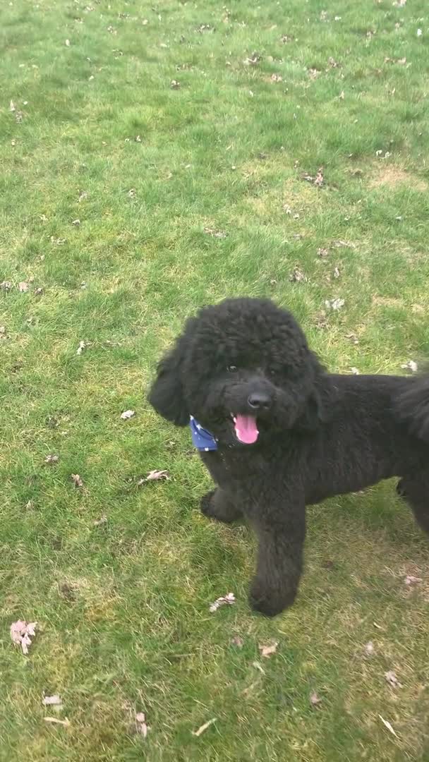 Labradoodle dogs for stud: Mini Doodle stud extensively DNA checked in Warrington - Video 1