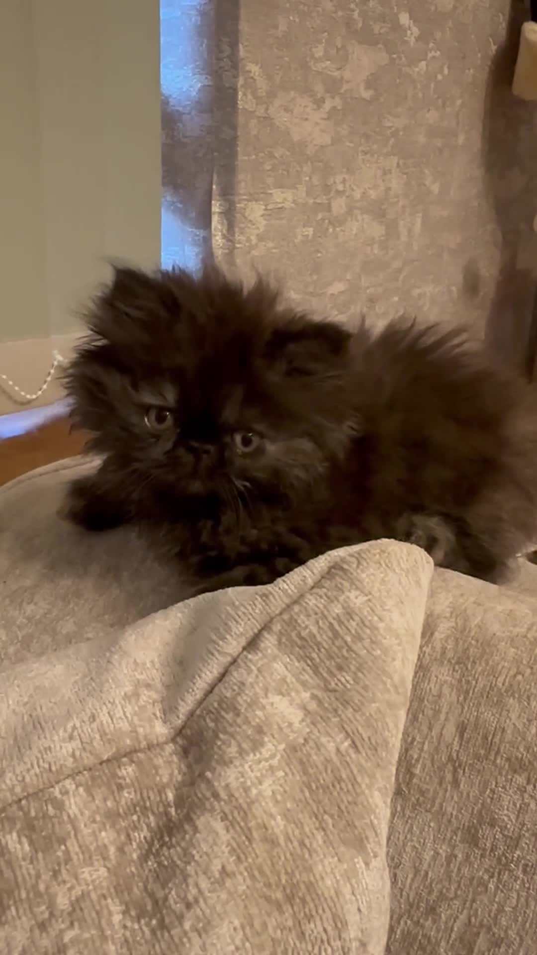 Persian cats for sale: Rare coloured Persian kitten ready to leave - Video 1