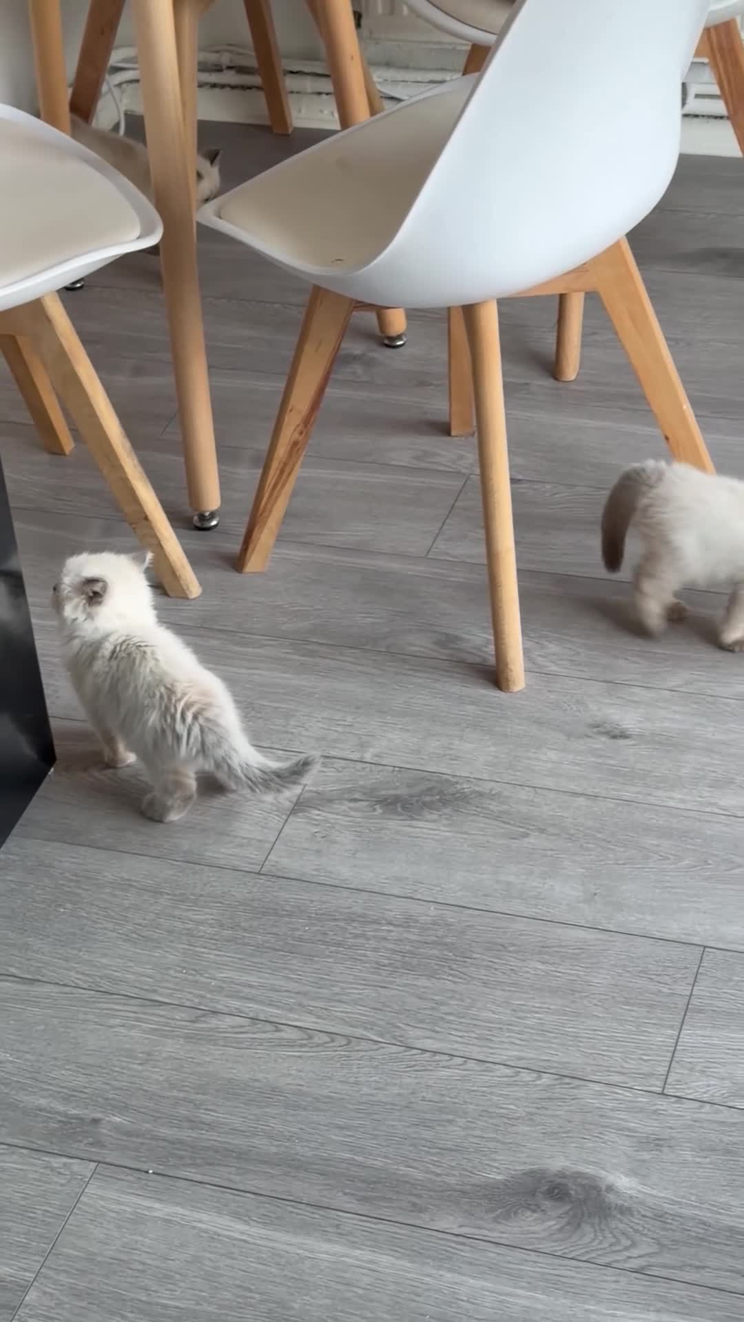 Ragdoll cats for sale: Ragdoll  in Peterborough - Video 1