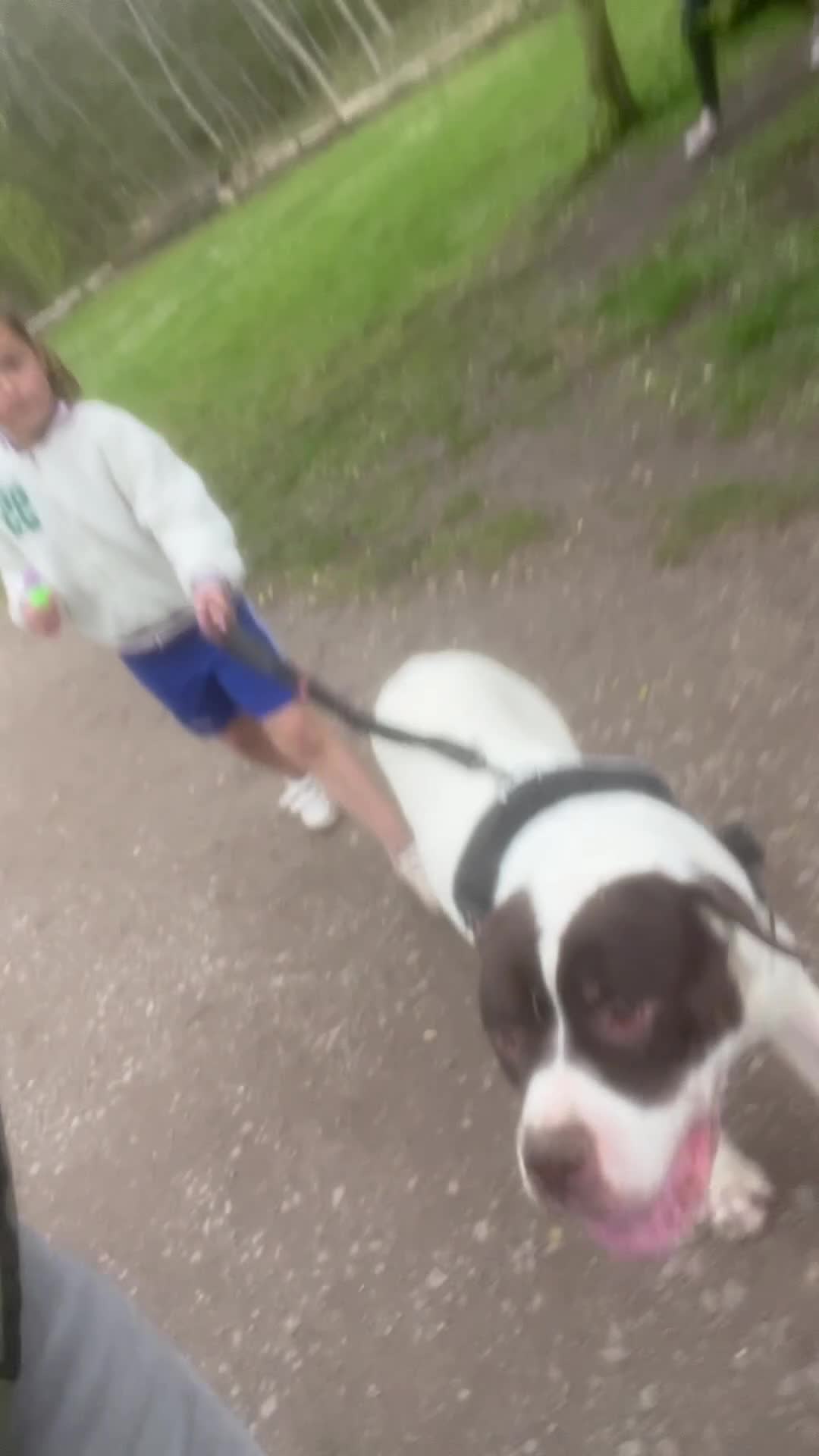Presa Canario dogs for sale: BANE PRESA CANARIO 2 years old male  - Video 1