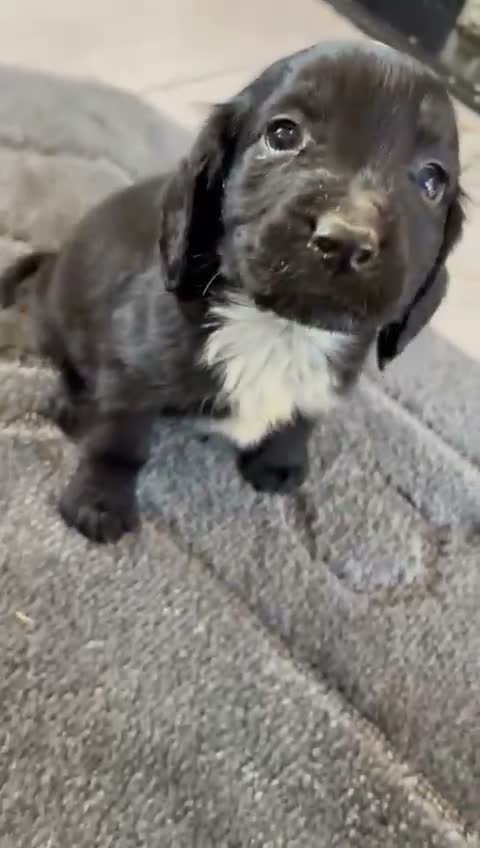Cocker Spaniel dogs for sale: Beautiful Cockers  - Video 1