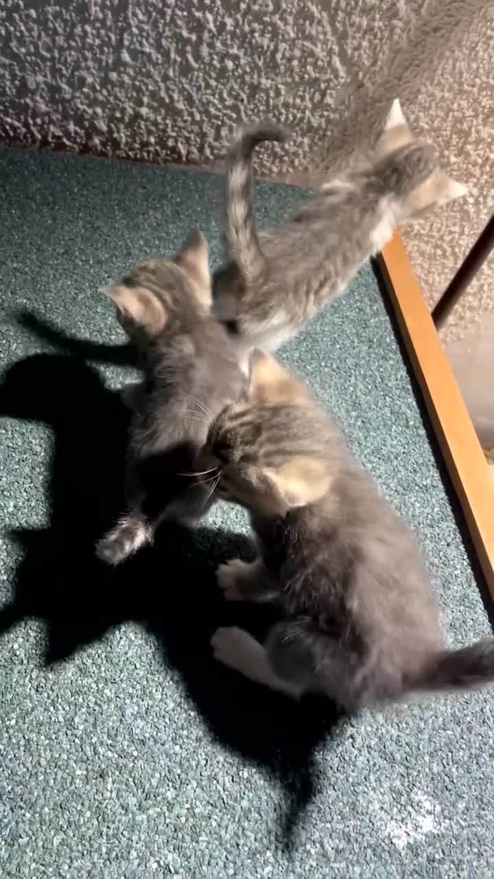 Domestic Shorthair cats for sale: Kittens ready to go!! - Video 3