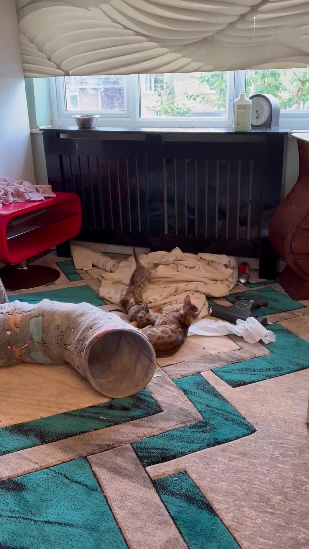 Bengal cats for sale: Registered bengal kittens - Video 2