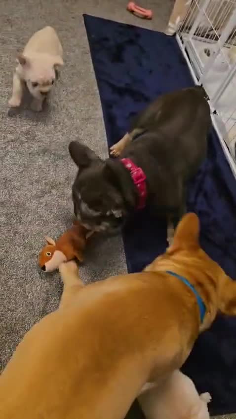 French Bulldog dogs for sale:  **  french bulldog  in Nottingham - Video 3