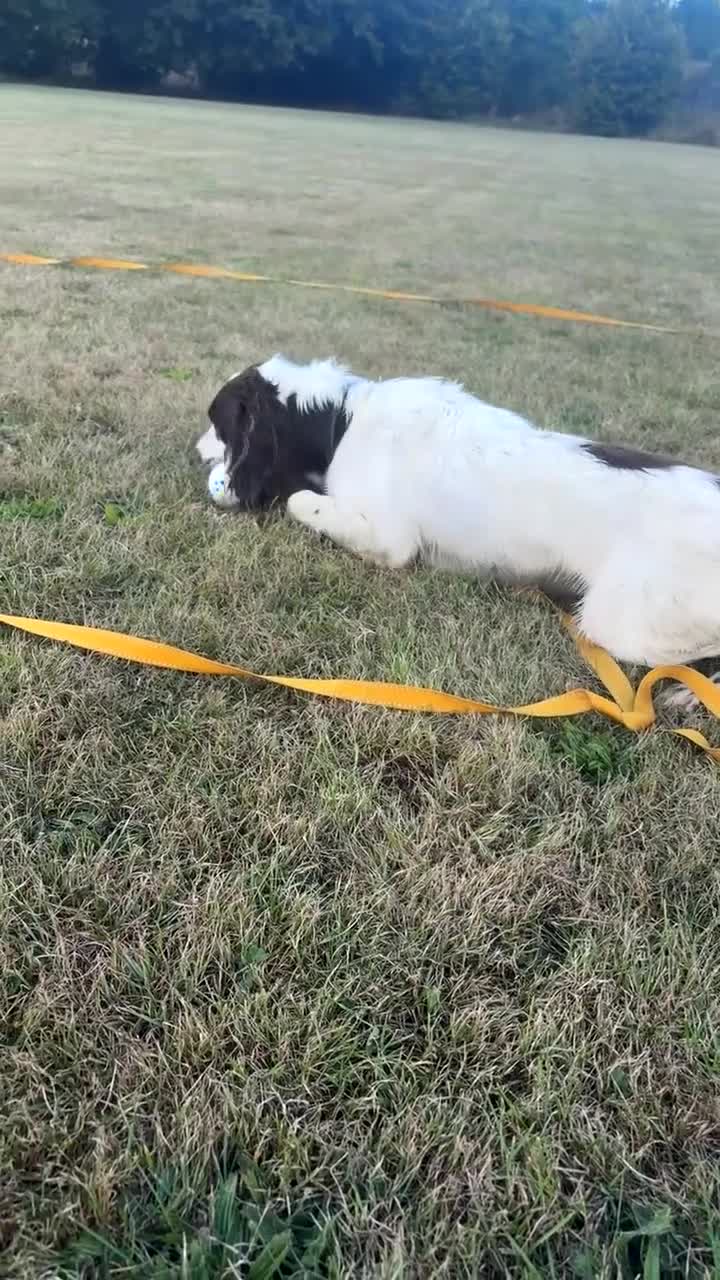 Sprocker dogs for sale: Sprocket for sale - Video 1