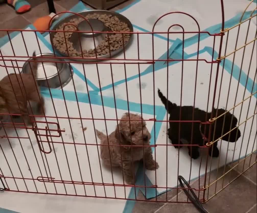 Cockapoo dogs for sale: Toy cockerpoo. cant believe still available  - Video 1