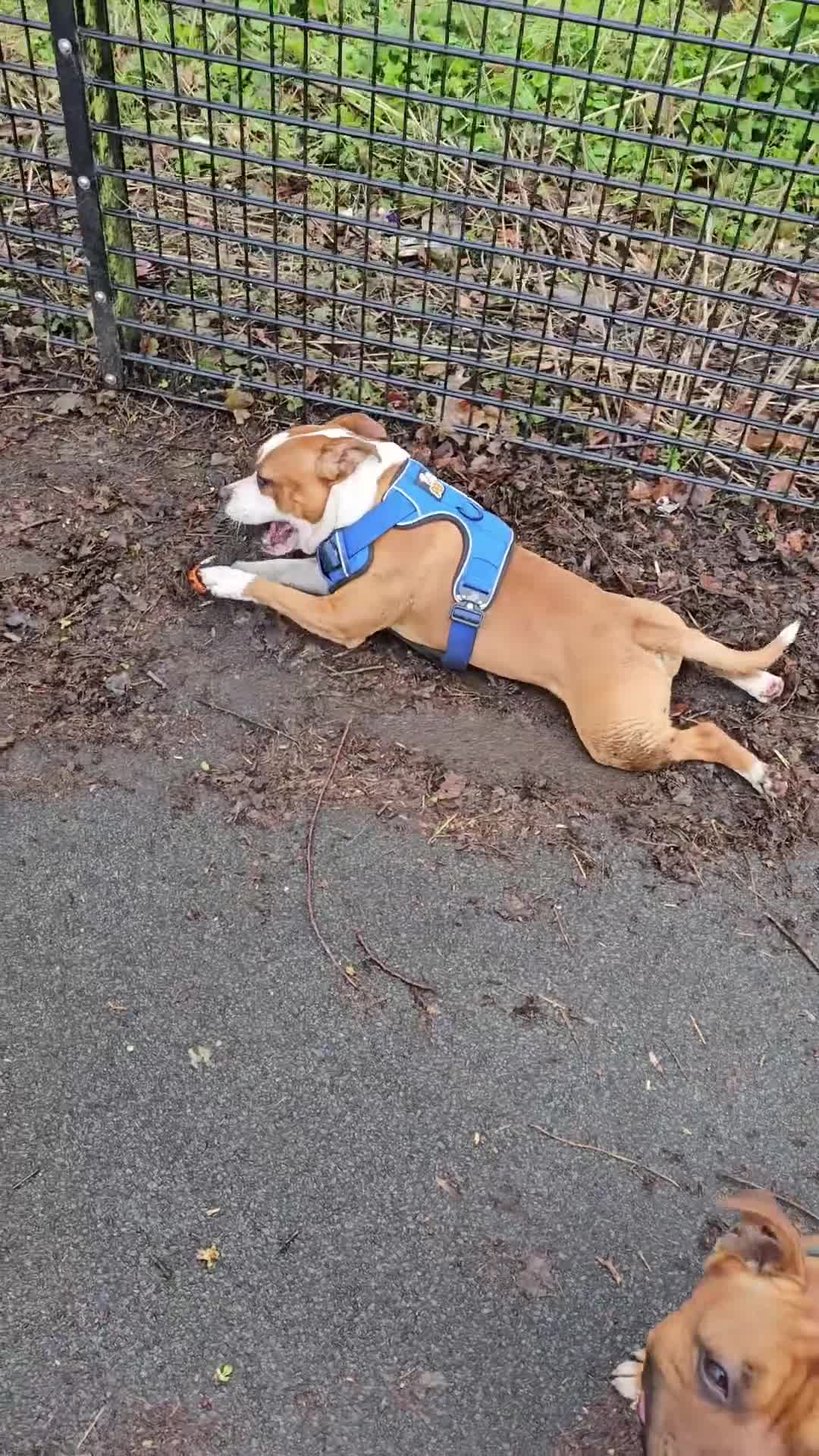 Staffordshire Bull Terrier dogs for stud: 🥨ZEUS PIED PERFECTION 🥨 COI 2.1% in Rochdale - Video 2