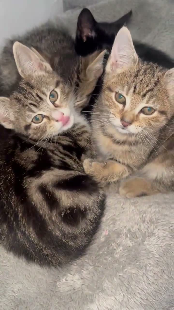 Mixed Breed cats for sale: Kittens  - Video 1