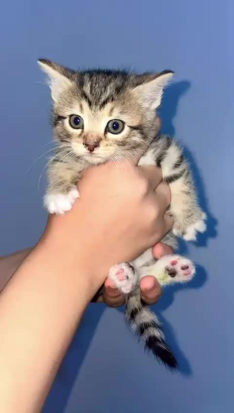 Mixed Breed cats for sale: Furry friends  - Video 3