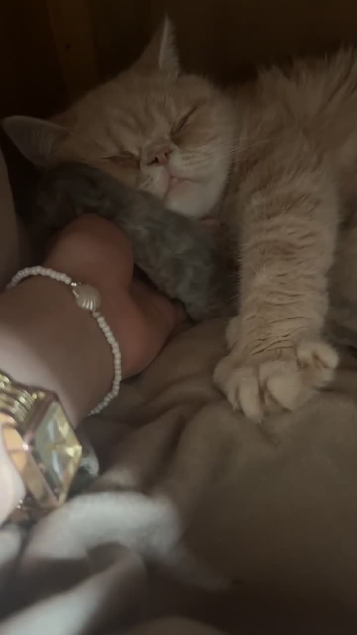 Persian cats for sale: Persian Kittens  - Video 1