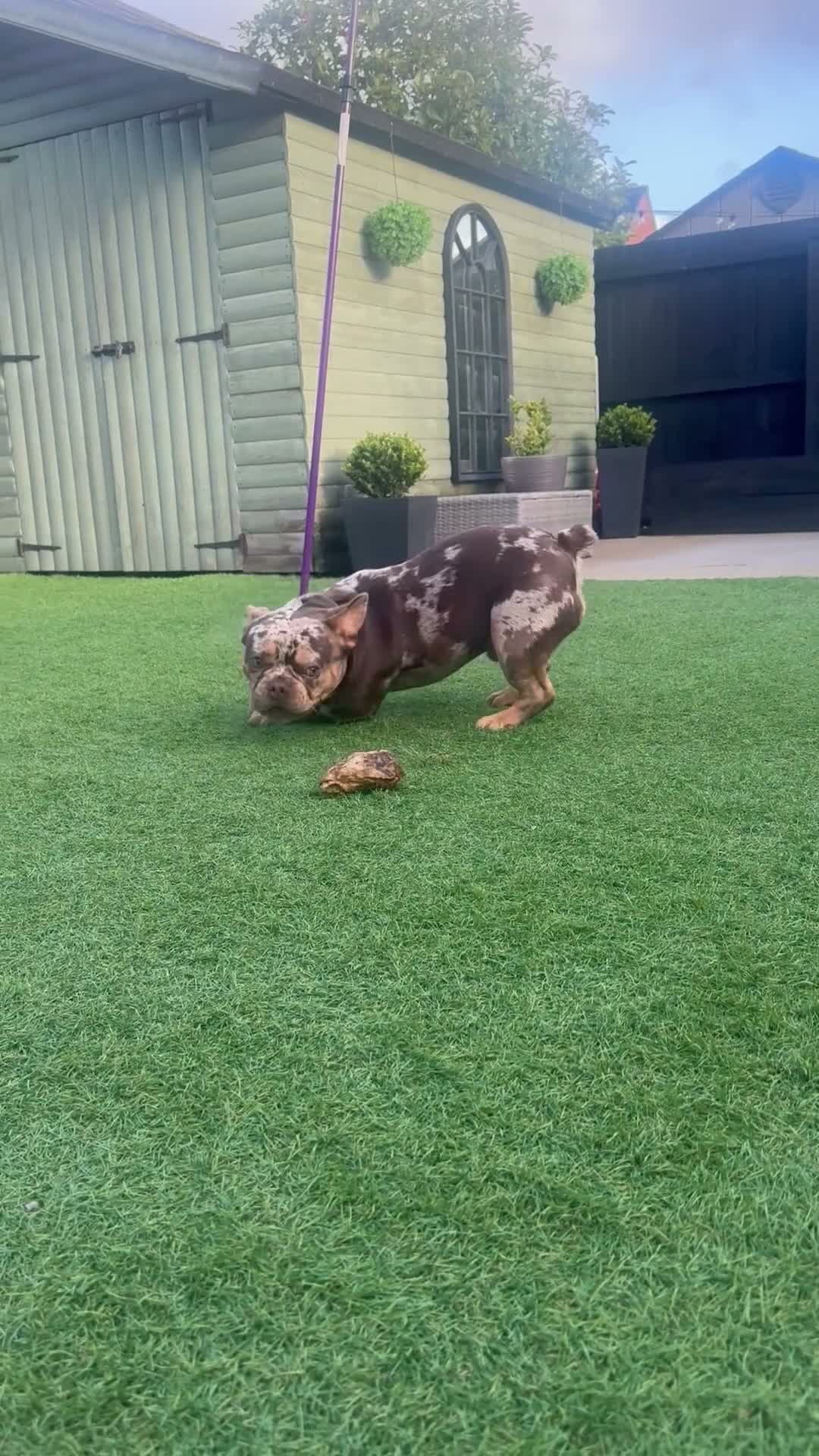 French Bulldog dogs for stud: Premium Chocolate Merle  - Video 2