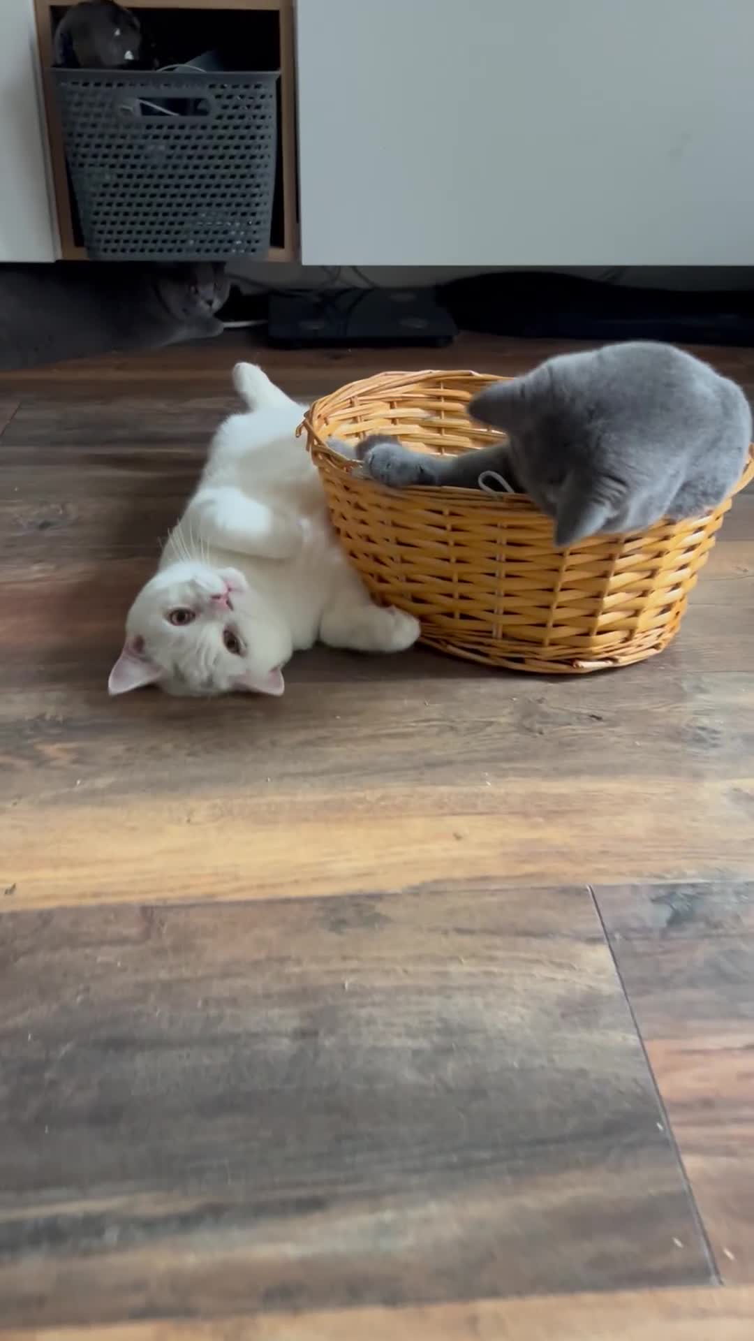 Brazilian Shorthair cats for sale: Last 2 BSH BOYS GCCF registered !!! - Video 2