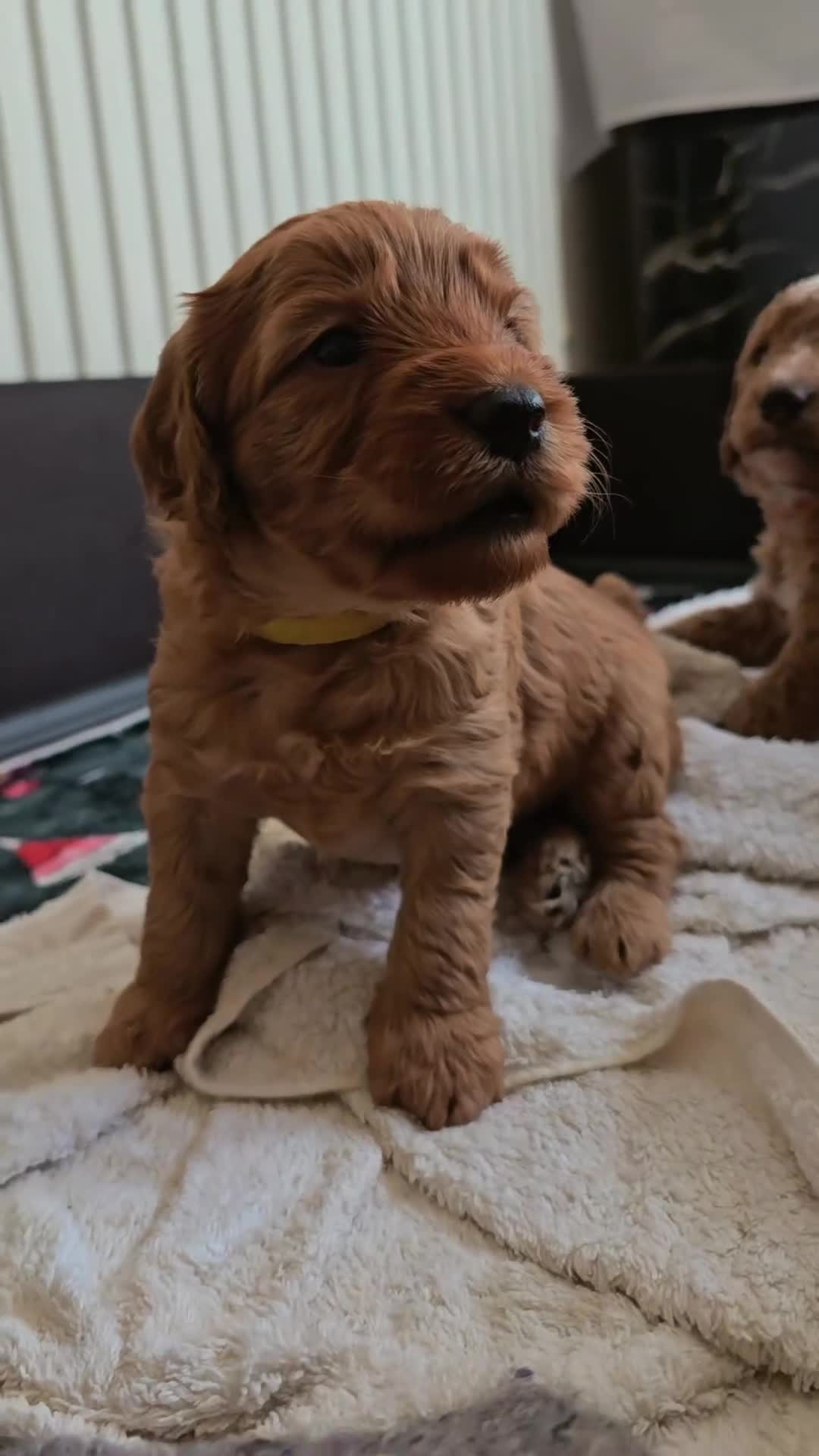 Cockapoo dogs for sale: F1B Mini Cockapoo Puppies 2Girls & 4Boys Available - Video 1
