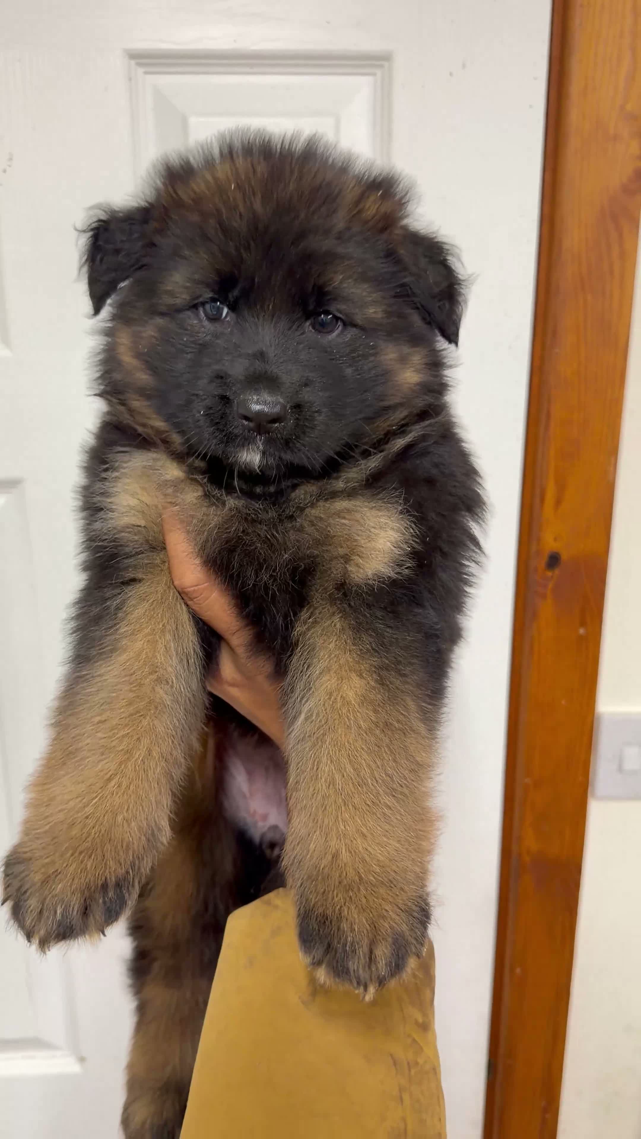 German Shepherd dogs for sale: QUALITY GERMAN SHEPHERD LONG HAIR PUPPIES  - Video 1