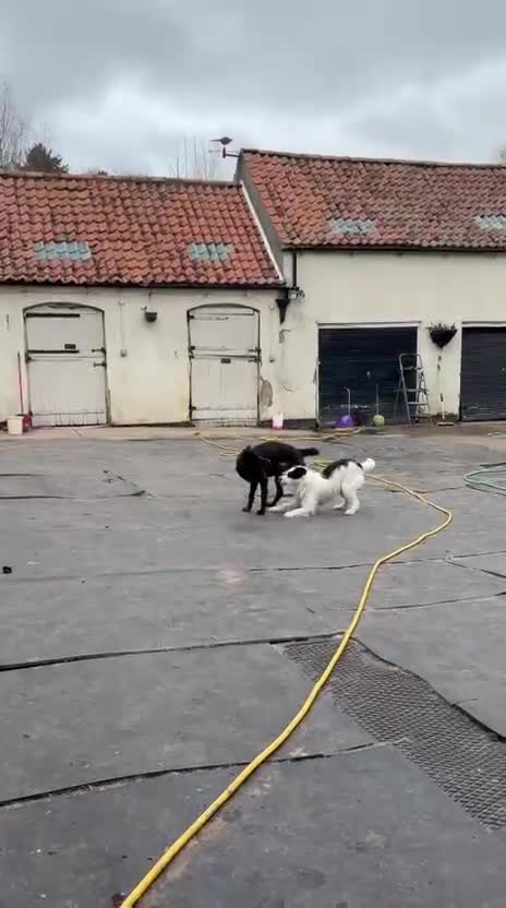 Mixed Breed dogs for adoption: 🐾💛STELLA – The Brave Mum Who Defied Her Fate💛🐾 in Doncaster - Video 4