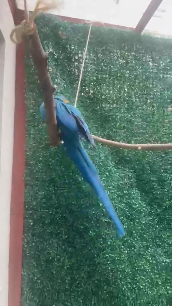 Macaws birds for sale: Blue & Gold Macaw Parrot for Sale in Watford - Video 1