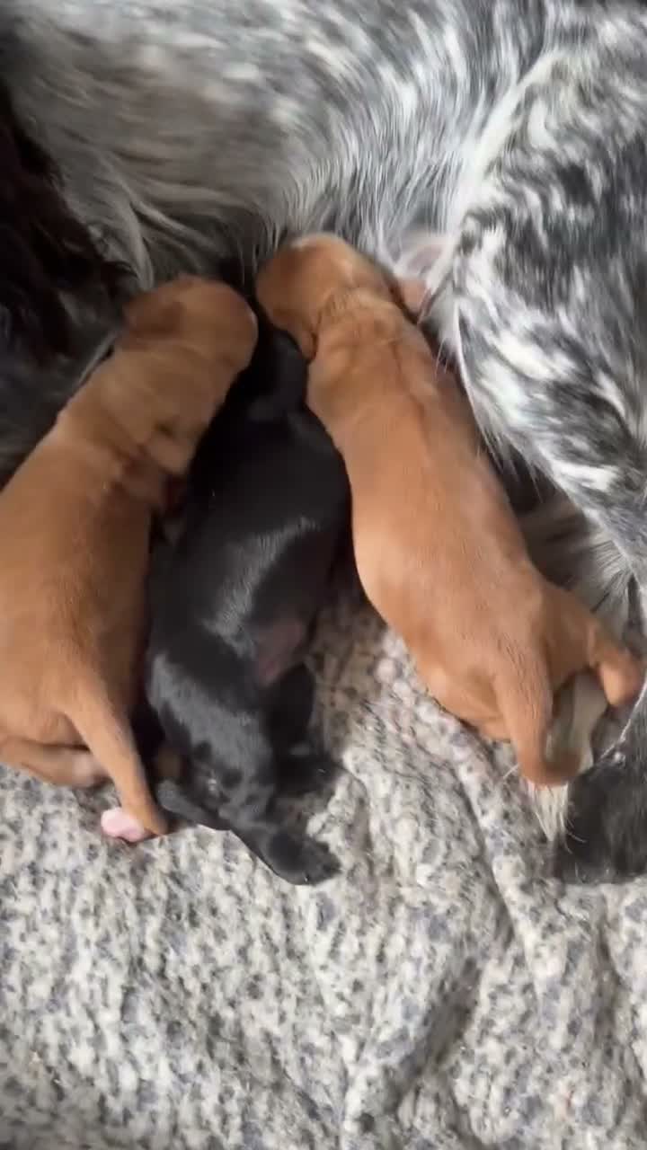 Cocker Spaniel dogs for sale: Beautiful chunky cocker spaniel pups - Video 3