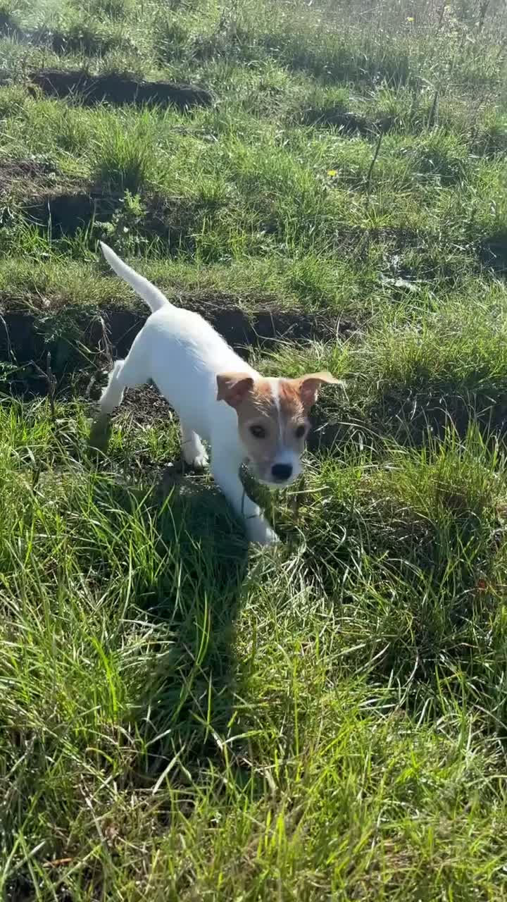 Jack Russell dogs for sale: Jack Russel Pups - Video 1